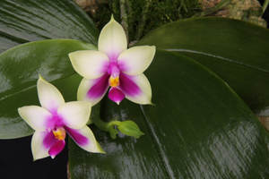 Phal. bellina Bella AM